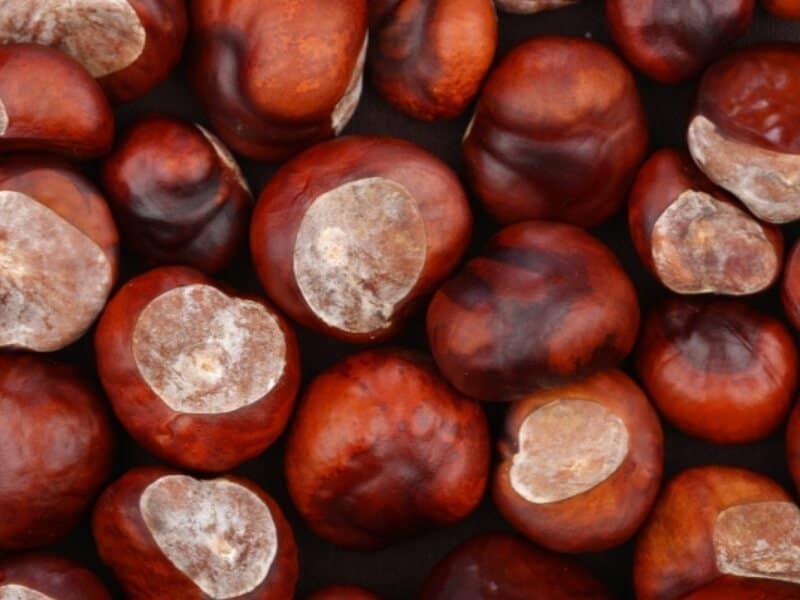 chestnuts for autumn