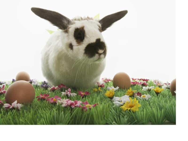easter rabbit with eggs